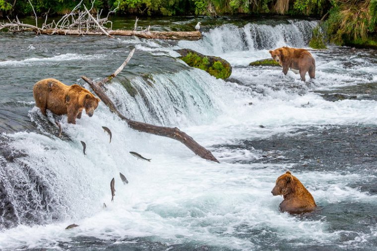 138 Katmai NP, bruine beren.jpg